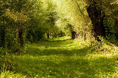 pathway between green leafed trees thumbnail
