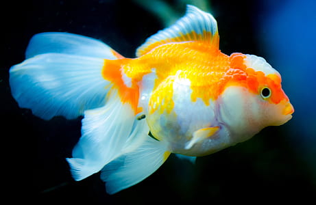 white and yellow betta fish thumbnail
