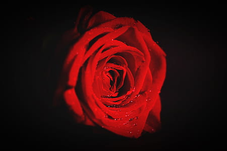 red, love, art, romantic thumbnail