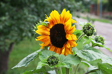Sunflower, Yellow-Orange Flower thumbnail