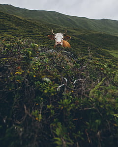 photography of white and brown buffalo in the middle of grass field during daytime thumbnail