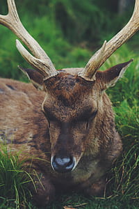 selective focus photo of brown deer on green grasses at daytime thumbnail