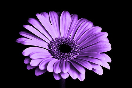 purple and white petaled flower thumbnail