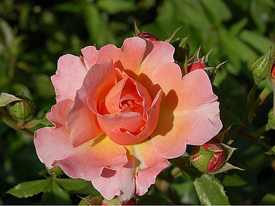 selective focus photography of pink rose flower thumbnail