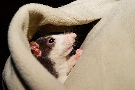 black and white rat thumbnail