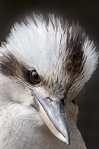 selective focus photography of white bird thumbnail