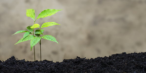 green leafed plant thumbnail