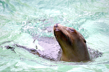 brown seal on body of water thumbnail