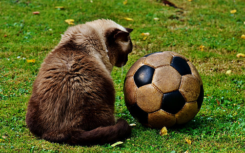 siamese cat sitting beside black and white soccer ball on grass field thumbnail