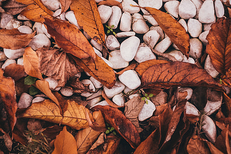 Leaves and stones in the fall/autumn thumbnail