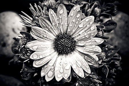 grayscale photography of daisy flower thumbnail