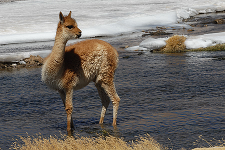 brown Llama standing on body of water thumbnail