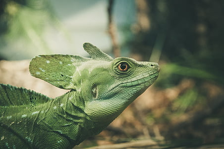green lizard in shallow focus shot thumbnail