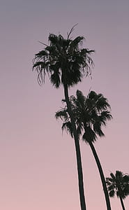 shallow focus photography of coconut tree thumbnail