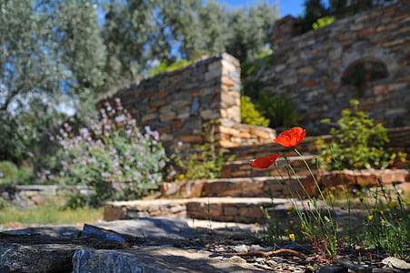 stairs, landscape, nature, flowers thumbnail