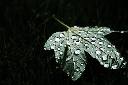 green leaf with water droplet thumbnail