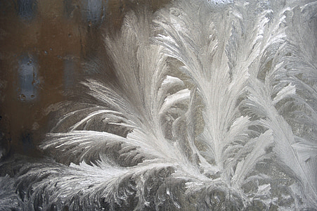 white leaves thumbnail