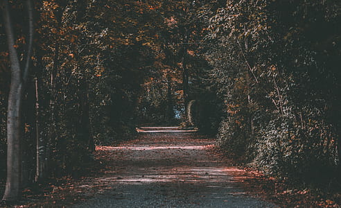 landscape photography of road between trees thumbnail