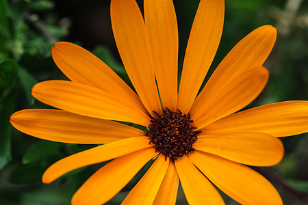 Close-up shot showing details of a orange flower, image captured with a Canon 6D + 100mm Macro lens thumbnail