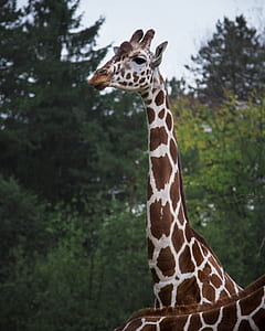 pattern, animal, park, zoo thumbnail