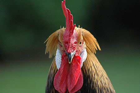 shallow focus photography of brown and black rooster thumbnail