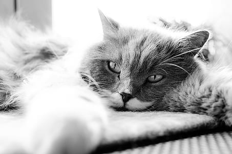 Grayscale Photo of Cat Lying on Bed thumbnail