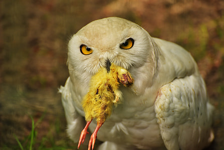 white owl catching bird thumbnail
