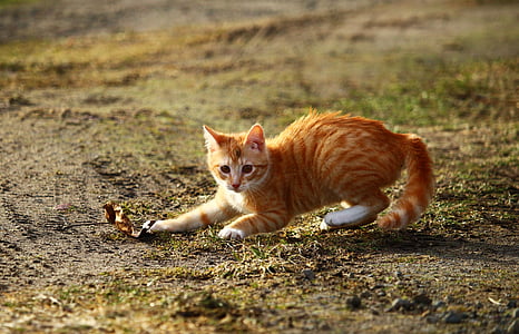 orange tabby cat playing outdoor thumbnail