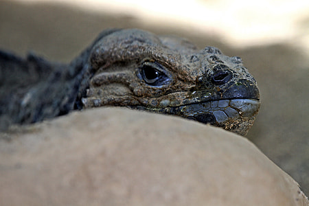 Iguana, Rhinoceros Iguana thumbnail