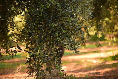 selective focus photography of green plant thumbnail