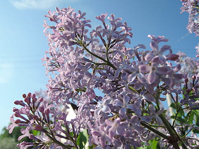 White Petaled Flowers thumbnail