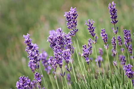 selective focus photography of lavender flowers thumbnail