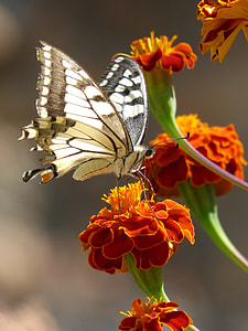 Butterfly, Papilio Machaon thumbnail