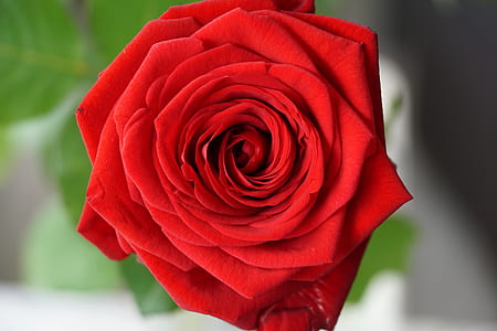 red rose in bloom thumbnail