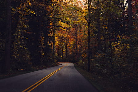 gray asphalt way near brown trees at daytime thumbnail