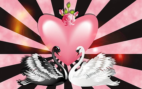 black and white swans beside pink heart illustration thumbnail
