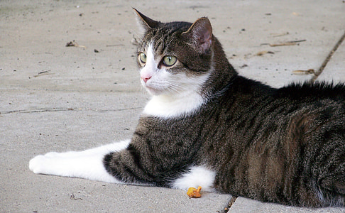short-furred gray and white tabby cat on gray surface thumbnail