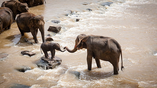 elephants on streams during daytime thumbnail