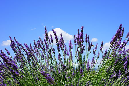 purple flowers under blue sky thumbnail