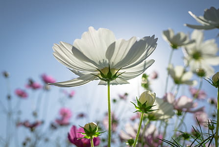 closeup photography of white cosmos flowers thumbnail