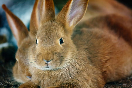 two brown rabbits thumbnail