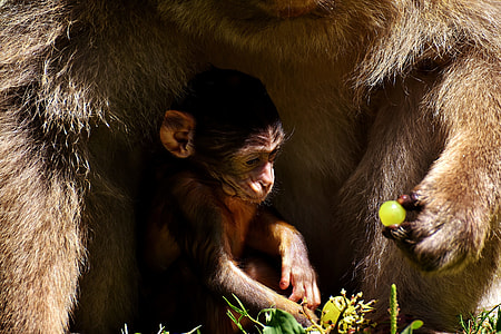 black and brown monkey thumbnail