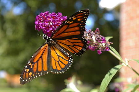 close-up photo of monarch butterfly thumbnail