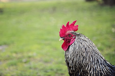 Portrait of Black and White Rooster thumbnail
