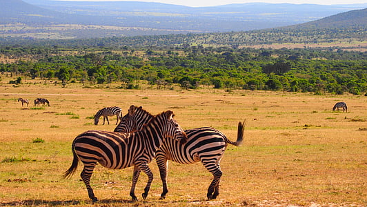 two zebras ahead thumbnail