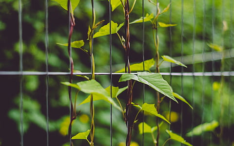 green plant on gray steel frame thumbnail