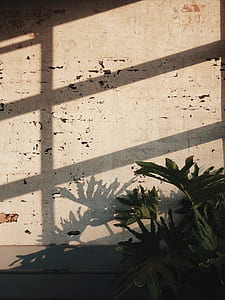 green leafed plant near white concrete wall at daytime thumbnail
