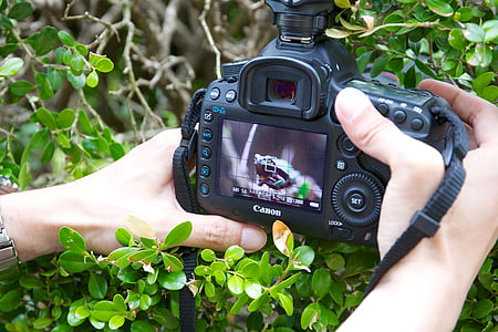 person holding camera capturing frog during daytime thumbnail