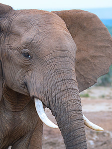 Addo National Park, Elephant thumbnail