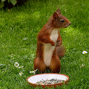brown squirrel and brown ceramic bowl thumbnail
